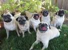 Pug Dog Breed Information, Pictures, Characteristics ...