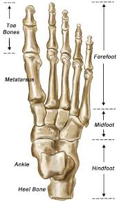 Foot Bones Top View Anatomy Bones Foot Anatomy Human Anatomy