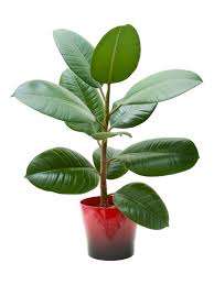 How to prune a rubber tree. Information On Growing Rubber Tree Houseplants