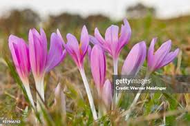 Image result for Colchicaceae