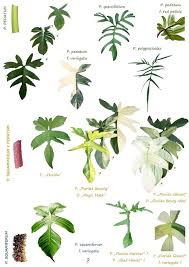 Philodendron Squemiferum Pedatum In 2020 Plant Leaf Identification Greenhouse Plants Philodendron Plant