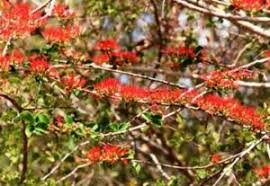 Image result for Combretum psidioides