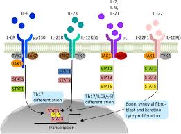 Frontiers Impact Of Janus Kinase Inhibition On The Treatment Of Axial Spondyloarthropathies Immunology