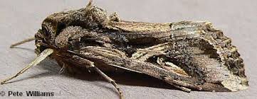 Image result for Dolichopentas