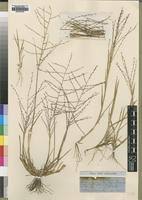Image result for Trichoneura grandiglumis