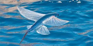 Flying Fish National Wildlife Federation