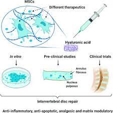Pdf The Role Of Hyaluronic Acid In Intervertebral Disc Regeneration