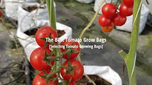 How to prune tomato plants. The Best Tomato Grow Bags How To Grow Tomatoes Lets Grow Cook