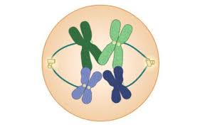 Student exploration gizmo answers half domovstroitel.ru size: Which Step In Meiosis Is Shown In The Image Below A Prophase I B Anaphase I C Prophase Ii D Brainly Com