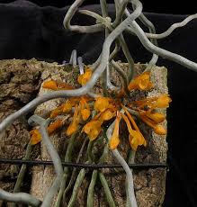 Image result for Microcoelia exilis