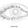 2) carefully examine the drawings of the bones on page 2. 1