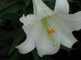 Dogs accidentally consuming the peace lily plants can show the following clinical symptoms: Lilies Toxic To Pets Pet Poison Helpline
