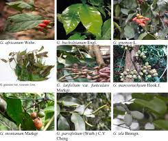 Image result for Gnetum africanum