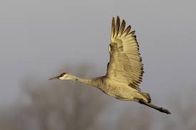 Great attendance for the eight races today. March Madness Continues For Nebraska 2019 Sandhill Crane Migration Is A Record Breaker Inspired Living Omaha Com