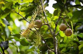 Image result for Macadamia aff. integrifolia