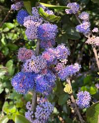 Image result for Memecylon