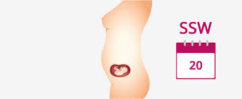 Das baby bekommt über eine sonde einen ganz leisen (35db) ton ins. 20 Ssw Schwangerschaftswoche Mutter Bauch Baby In 20 Ssw