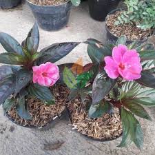 Pacar air sering digunakan untuk pembatas kebun dan bermekaran dalam pot bunga di teras rumah di sepanjang musim panas. Jual Bibit Bunga Pacar Air India Pink Agro Bibit Id