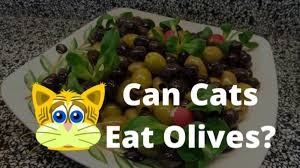 Cats should always be provided with cooked fish to minimise the risk of salmonella poisoning. Why Do Cats Like Black And Green Olives Can Cats Eat Olives The Kitty Expert