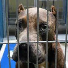 Maricopa County Animal Care Control West Animal Shelter In Phoenix Arizona Animal Shelter Pet Care Animals