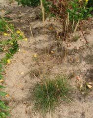 Image result for Pseudobromus engleri