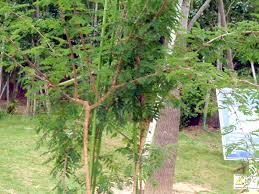 Image result for Dichrostachys