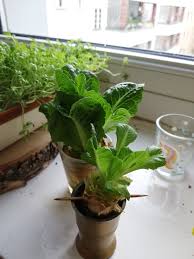 Just my plain old municipal water and they grow just fine. Idk If This Is Common Knowledge But It Absolutely Blew My Mind Apparently If You Stick The Stump Of Romaine Lettuce Into Water A New Head Of Lettuce Will Grow From It