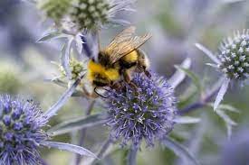 · honey bees rely on flowers for nectar and pollen. Best Plants For Bees Bbc Gardeners World Magazine