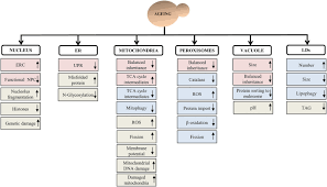 Check spelling or type a new query. Cell Organelles And Yeast Longevity An Intertwined Regulation Springerlink