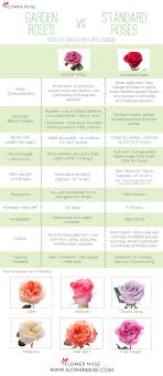 Types Of Roses Garden Roses Vs Standard Roses Flower