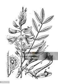 Image result for Crotalaria onobrychis