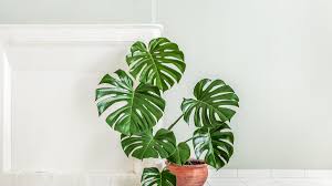 Image result for Monstera