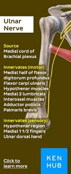 Ulnar Nerve Ulnar Nerve Human Anatomy And Physiology Nerve Anatomy