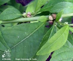 Image result for Struchium