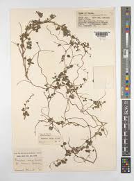 Image result for Rhynchosia zernyi