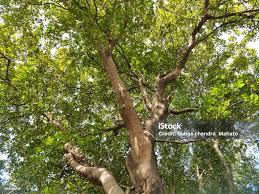 Image result for Millettia pinnata