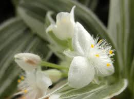 Image result for Commelinaceae