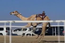 That camel jockey is getting away! Lesen Sie Robot Jockeys Saddle Up For Qatar Camel Race Online