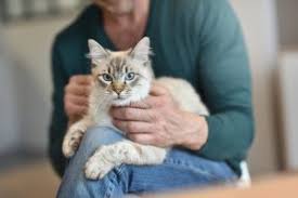 Woodland avenue on saturdays between 11:00 am and 3:00 pm. Celebrate National Adopt A Cat Month Cat Hospital Of Tucson