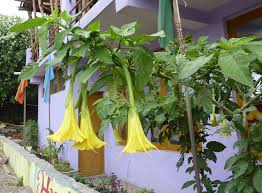 Image result for Brugmansia aurea