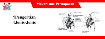 Pernapasan tersebut terdiri dua proses pernapasan yakni ialah pernapasan dada dan pernapasan perut. Mekanisme Pernapasan Mekanisme Jenis Inspirasi Macam