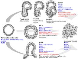 Cancers Free Full Text Mucins And Pancreatic Cancer Html