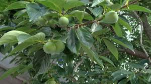 Image result for Ebenaceae