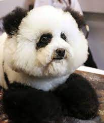 10 Dogs That Look Like Pandas Panda Dog Panda Puppy Fluffy Dogs