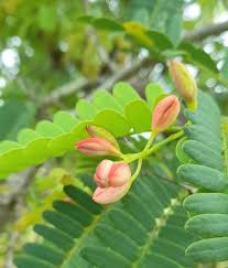 Image result for Tamarindus