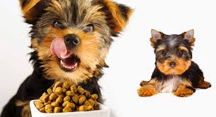 See more of nice yorkie puppies for free adoption on facebook. Best Food For Yorkie Puppy Dogs Top Feeding Tips And Brand Reviews