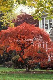 Acer 5 Lovely Trunk Shape Japanese Maple Tree Flower Stock Photography Planting Flowers