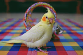 Female Cockatiel Tail Feathers | Sincovaga.Com.Br