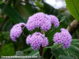 Image result for Bartlettina