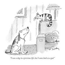 I Was A Dog In A Previous Life But I Came Back As A God New Yorker Cartoon Mike Twohy Premium Giclee Print Funny Cat Jokes Cartoon Dog Cat Jokes